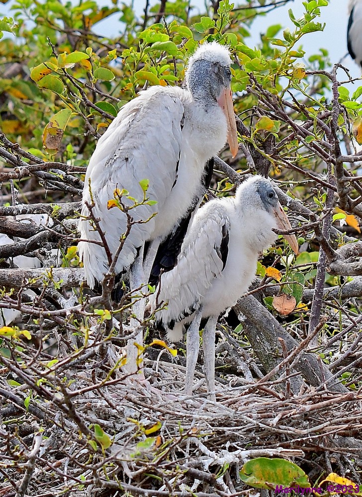 DSC_9156_001.JPG
