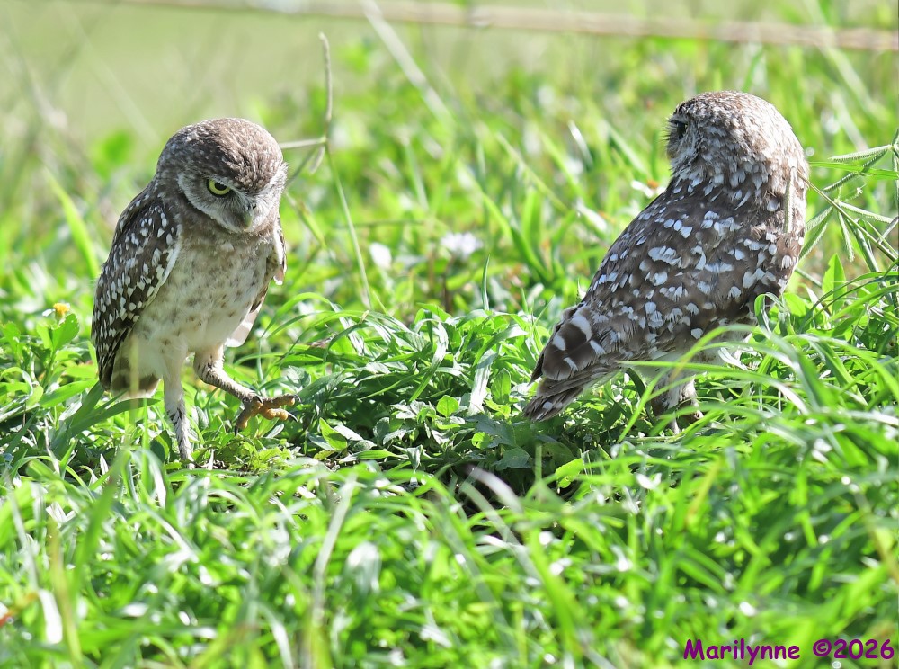 DSC_9157_001.JPG