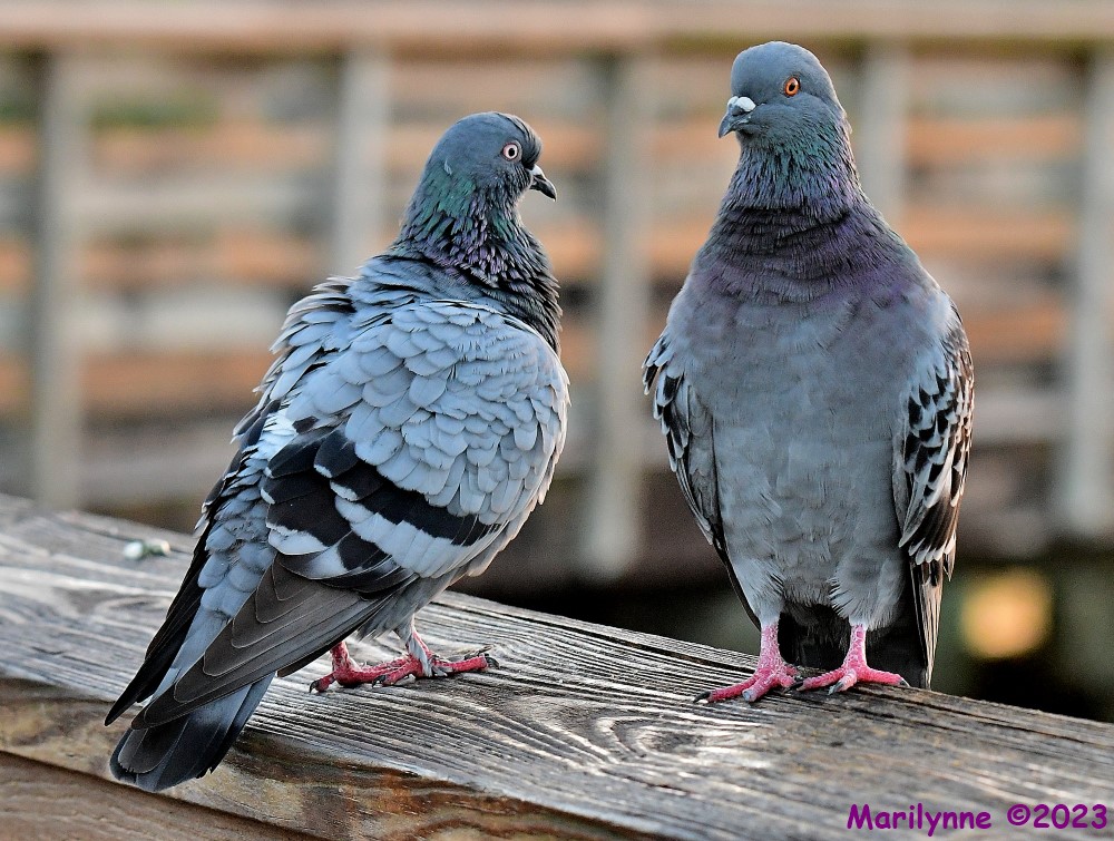 DSC_9158_001.JPG
