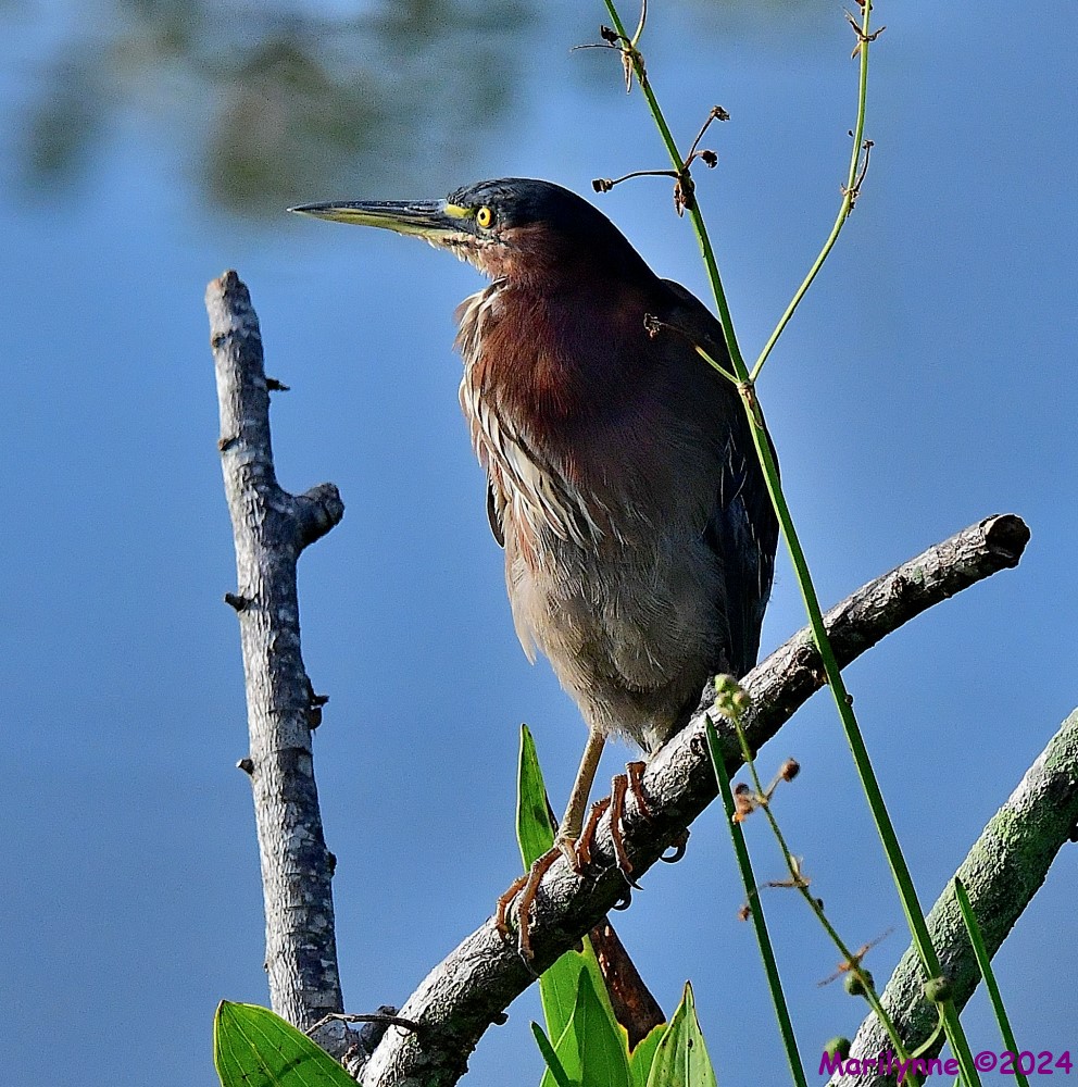 DSC_9158_001.JPG