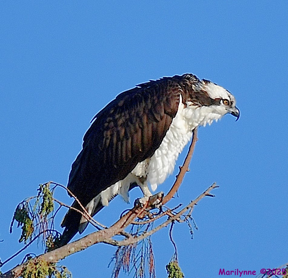 DSC_9160_001.JPG