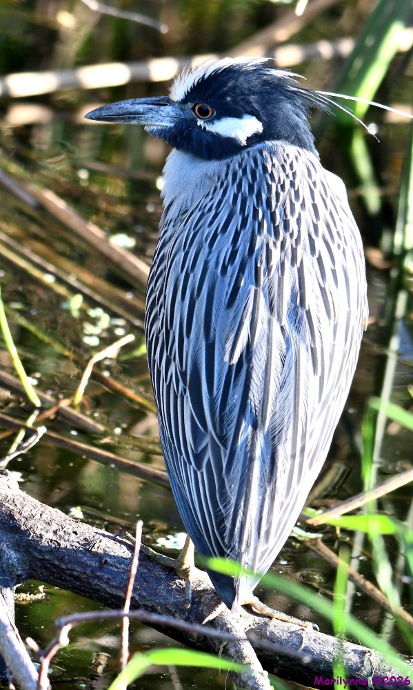 DSC_9160_001.JPG