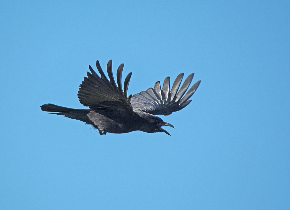 DSC_9161.jpg