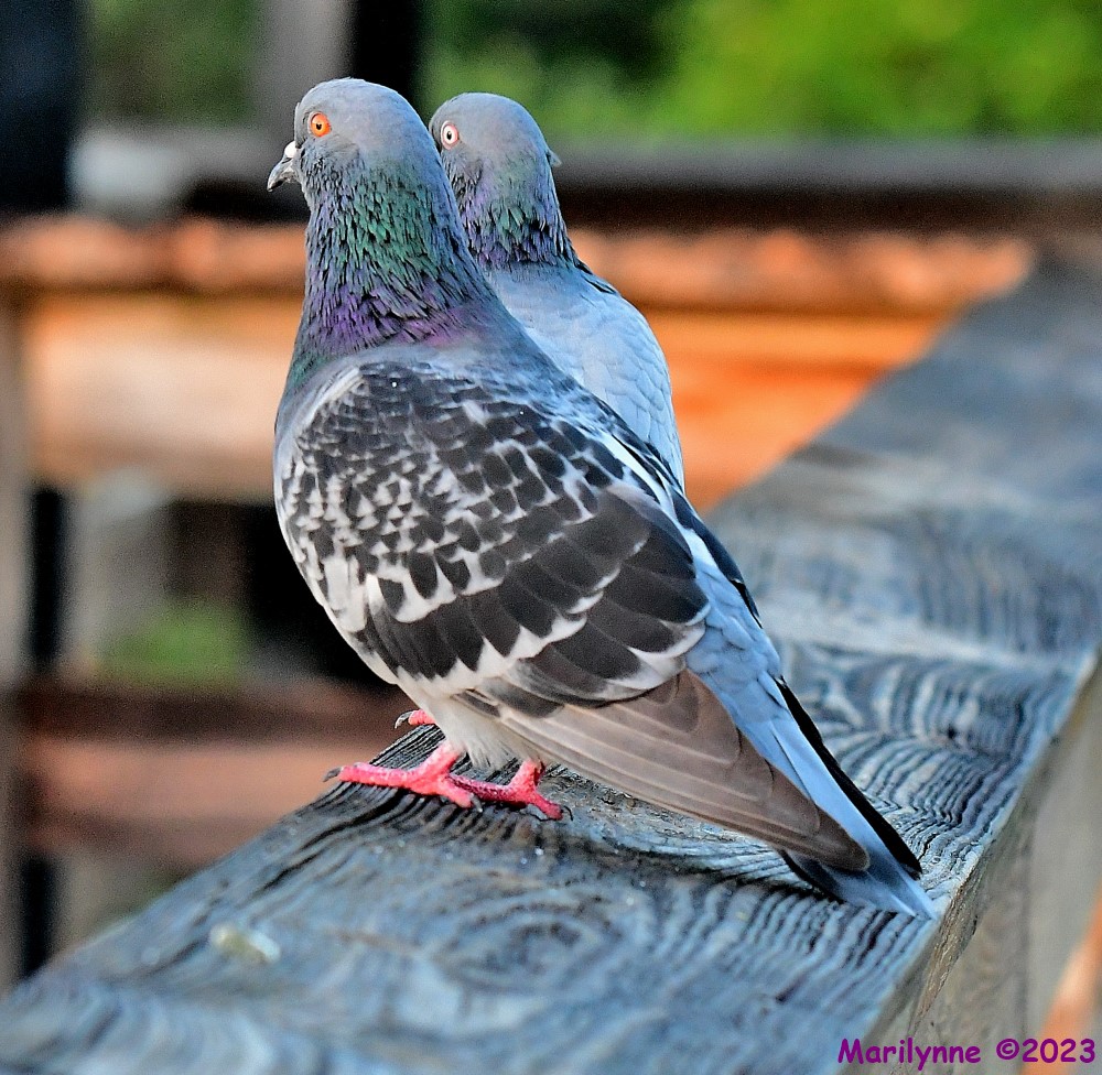 DSC_9161_001.JPG