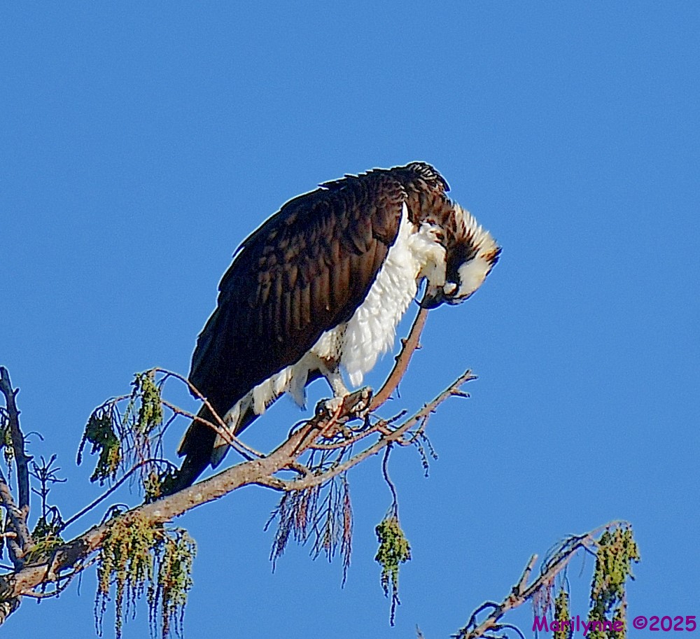 DSC_9162_001.JPG