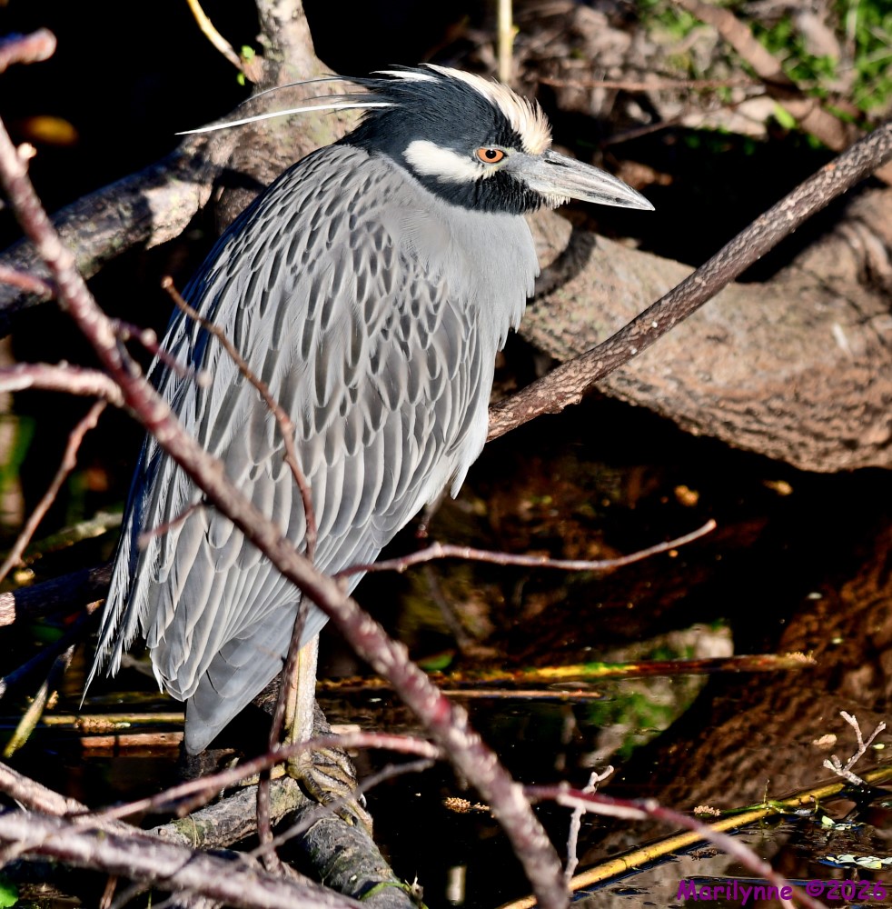 DSC_9164_001.JPG
