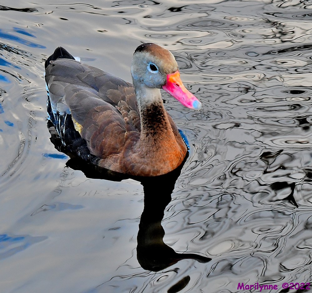 DSC_9166_001.JPG
