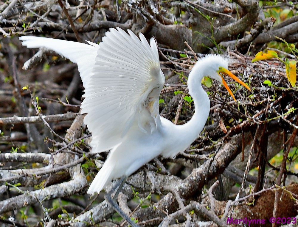 DSC_9166_001.JPG