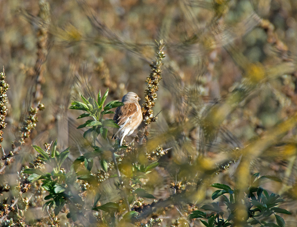 DSC_9168.jpg