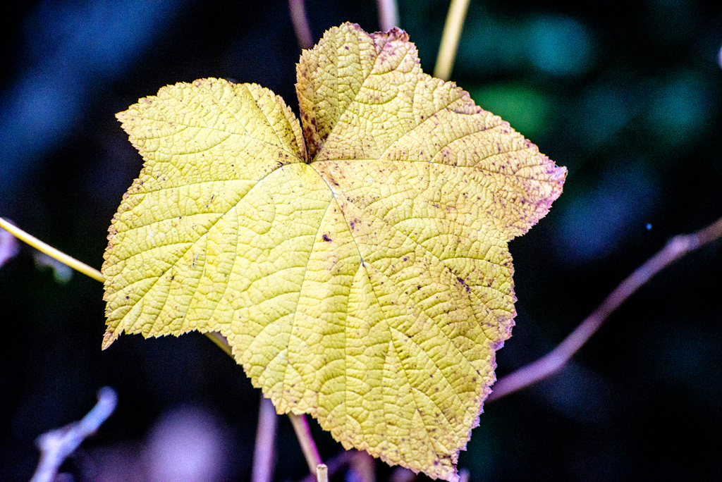 DSC_9169.jpg