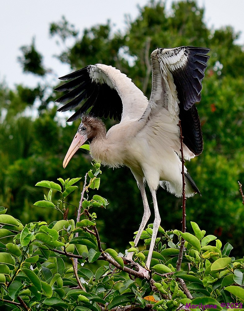 DSC_9169_001.JPG