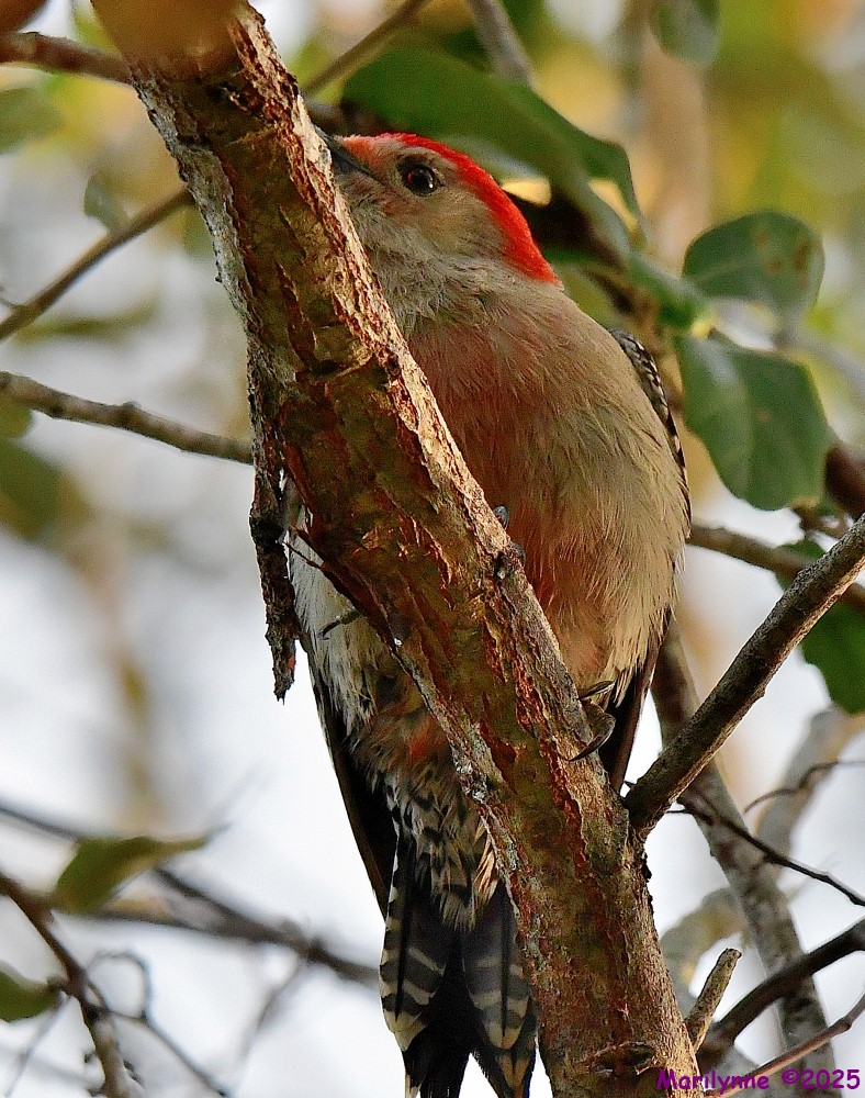 DSC_9169_001.JPG