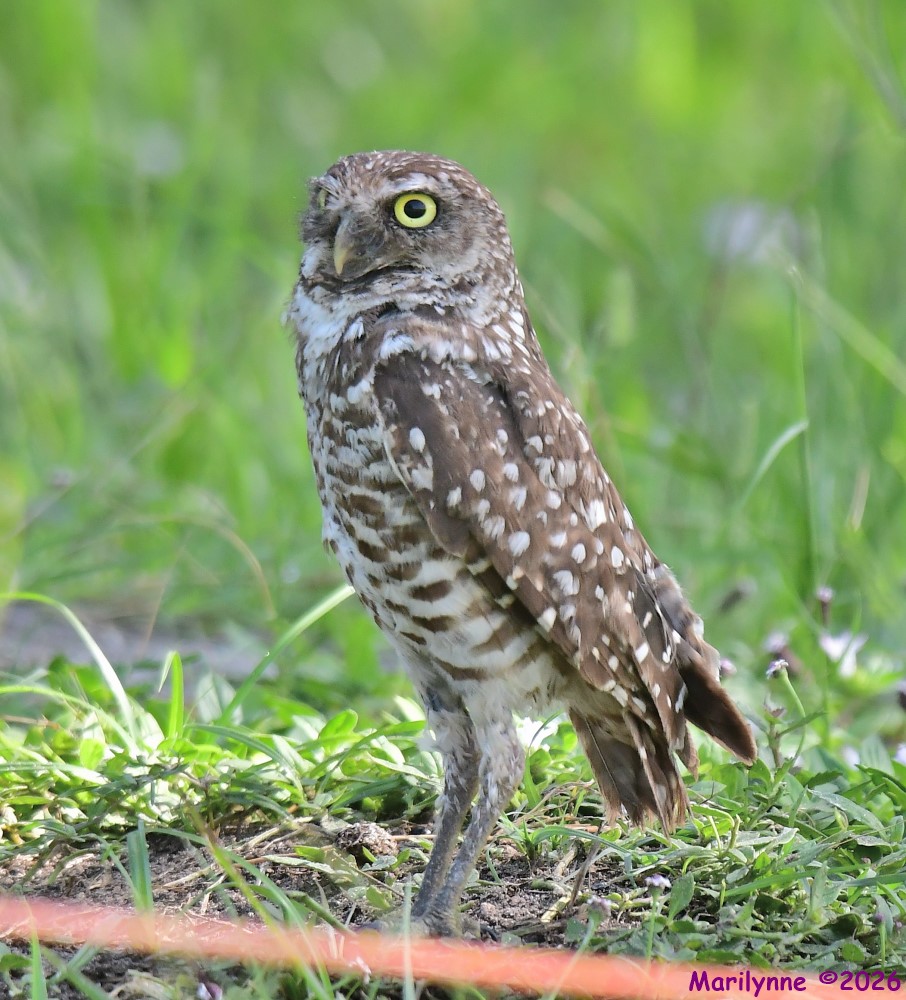 DSC_9169_001.JPG