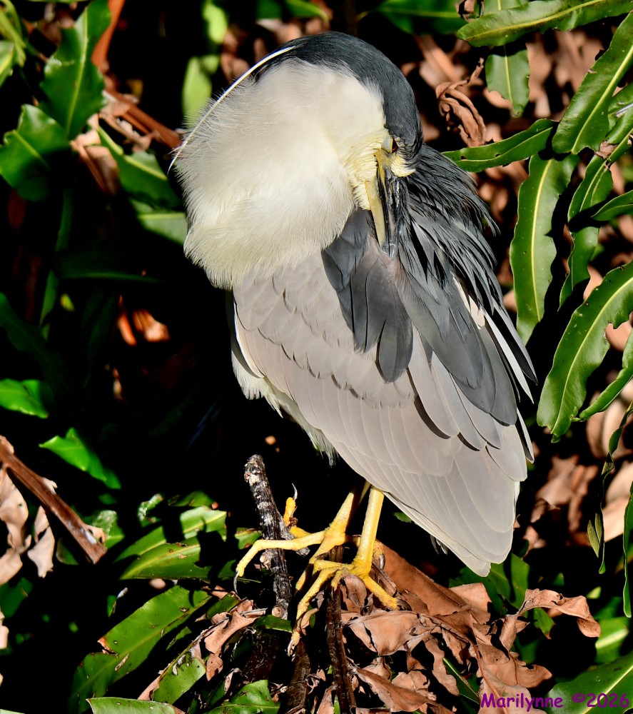 DSC_9171_001.JPG