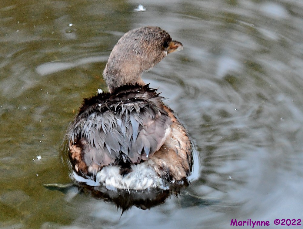 DSC_9173_001.JPG