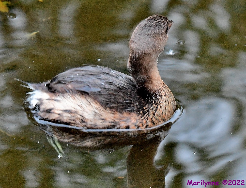 DSC_9174_001.JPG