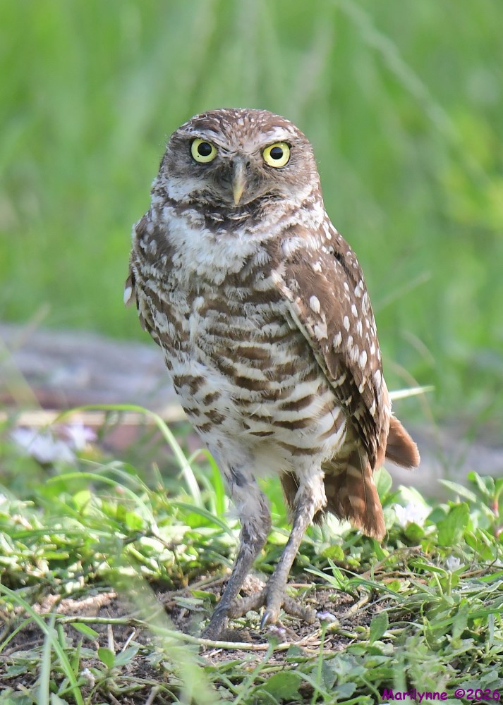 DSC_9175_001.JPG