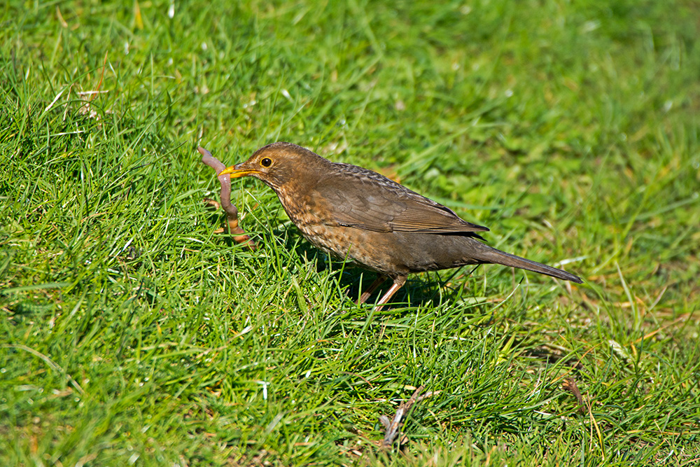 DSC_9176.jpg