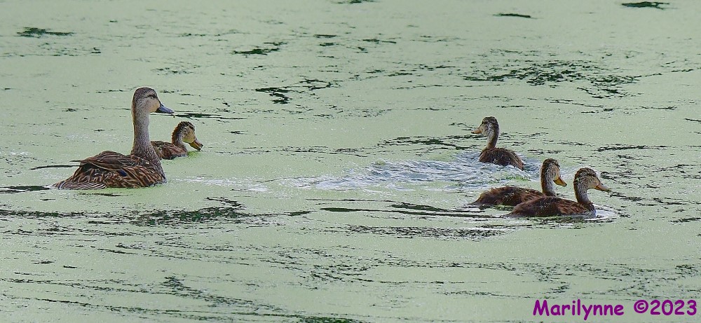 DSC_9176_001.JPG