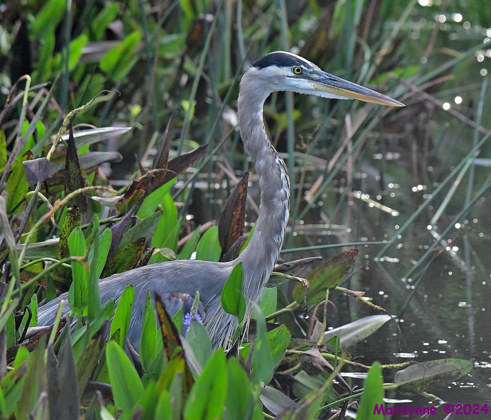 DSC_9180_001.JPG