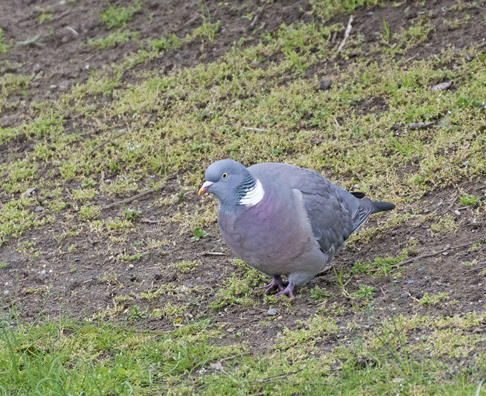 DSC_9181.jpg