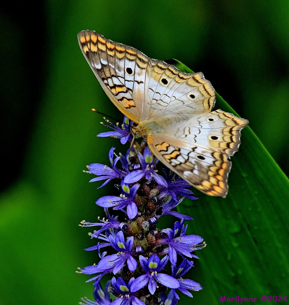 DSC_9182_001.JPG