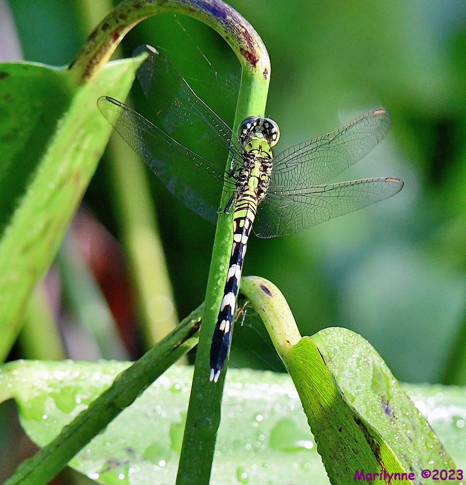 DSC_9183_001.JPG