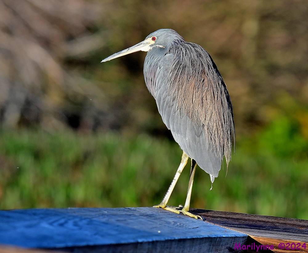 DSC_9184_001.JPG