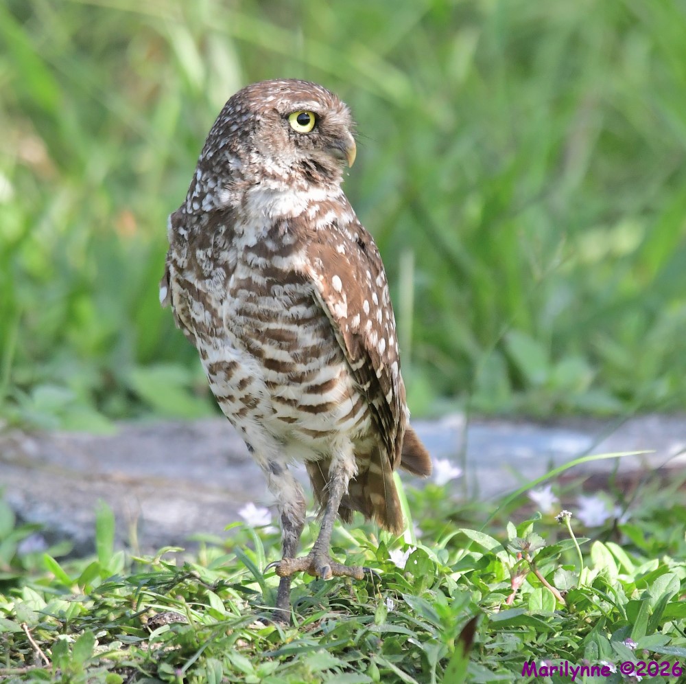 DSC_9185_001.JPG