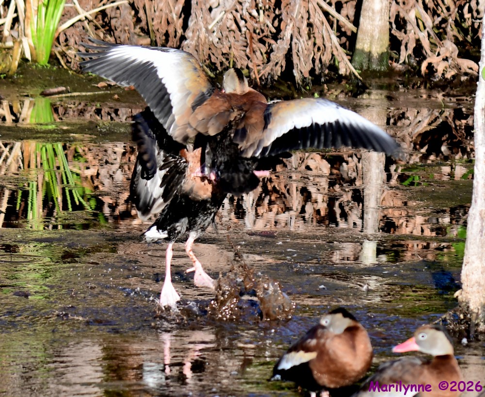 DSC_9187_001.JPG