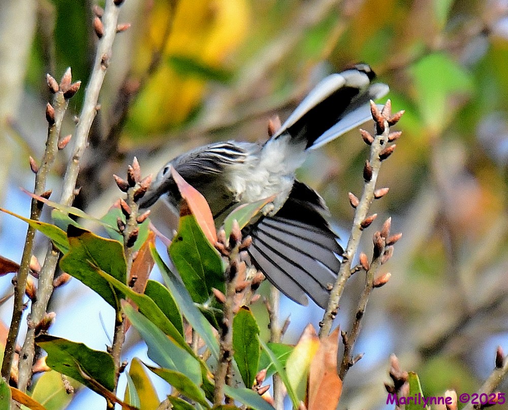 DSC_9188_001.JPG