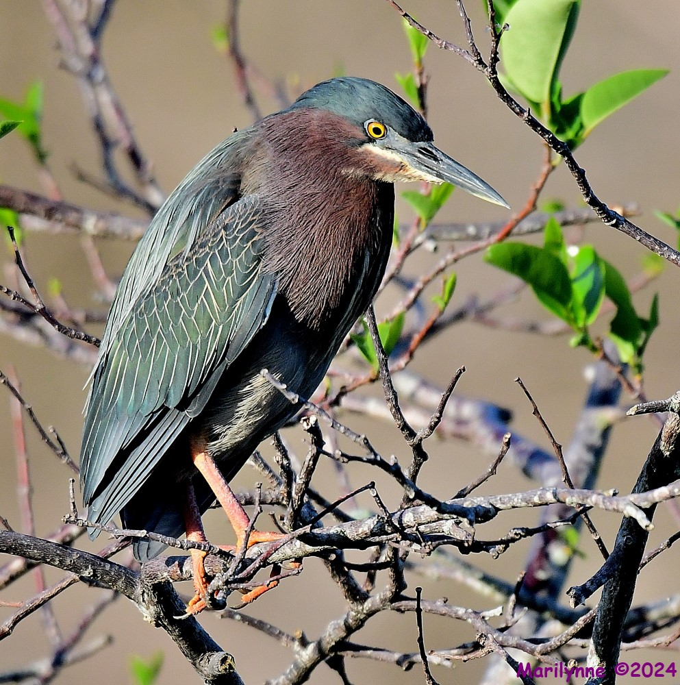 DSC_9190_001.JPG