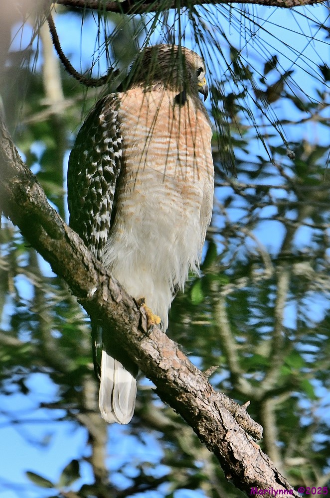 DSC_9191_001.JPG