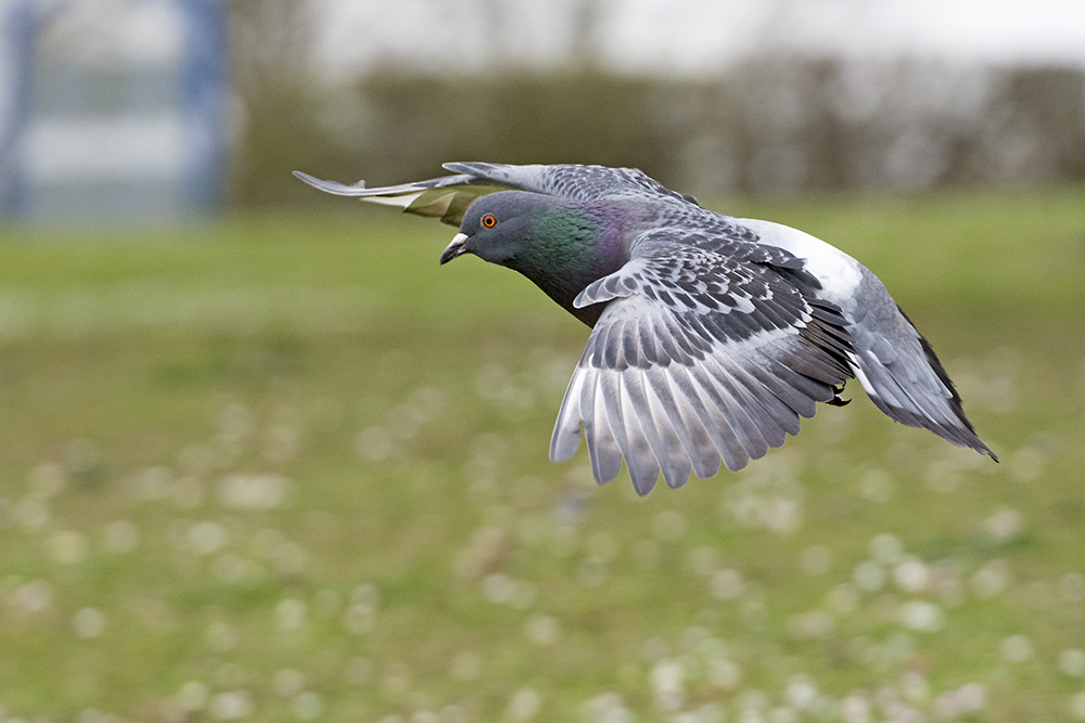 DSC_9193.jpg