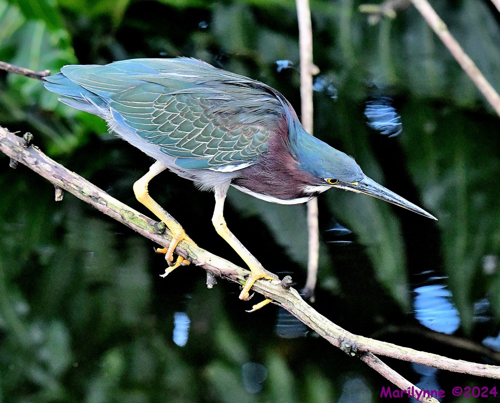 DSC_9203_001.JPG