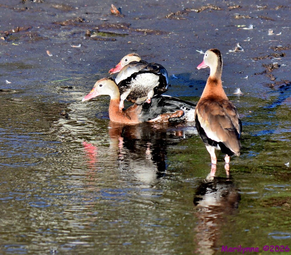 DSC_9204_001.JPG