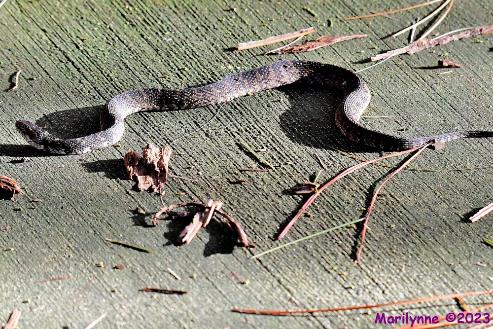 DSC_9205_001.JPG