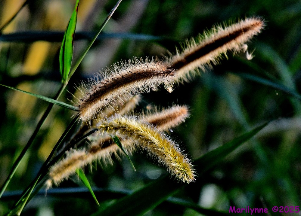 DSC_9207_001.JPG