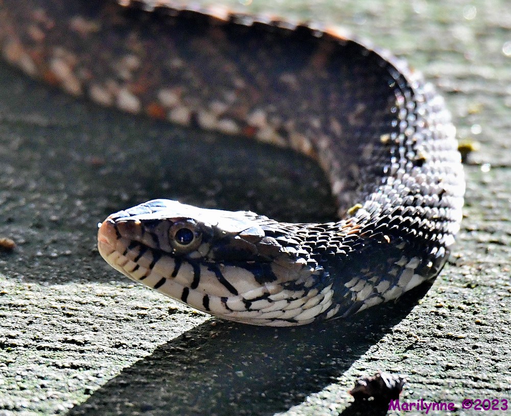 DSC_9209_001.JPG