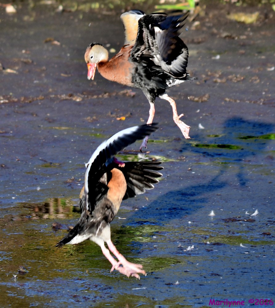 DSC_9213_001.JPG