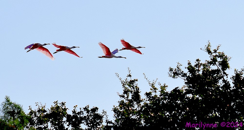 DSC_9214_001.JPG
