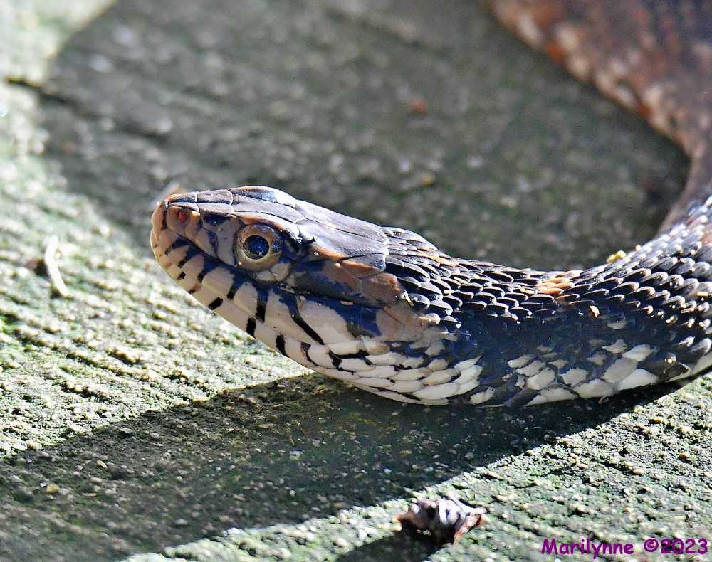 DSC_9215_001.JPG
