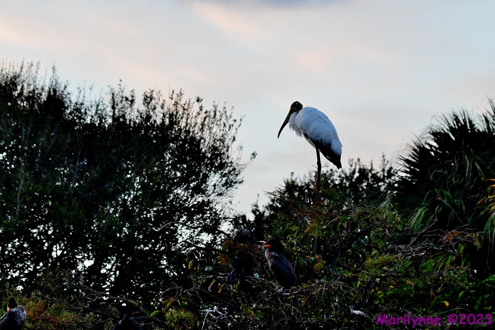 DSC_9216_001.JPG