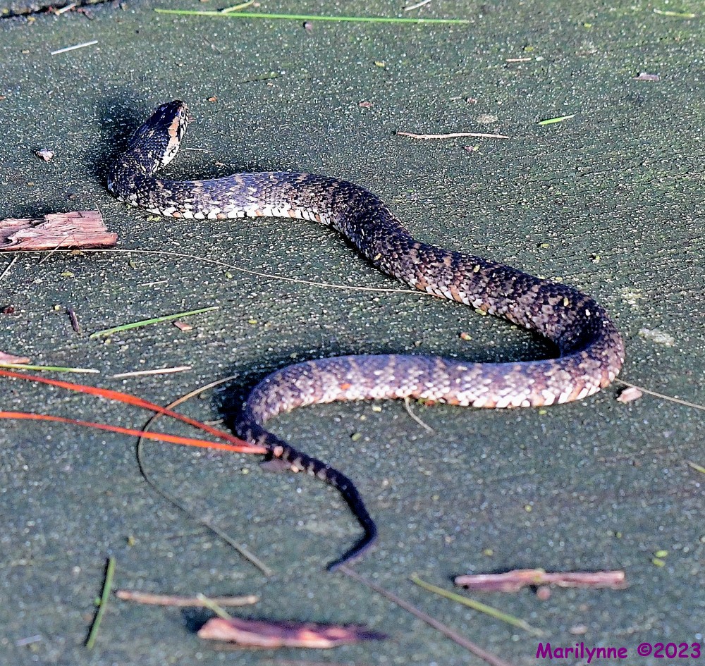 DSC_9220_001.JPG
