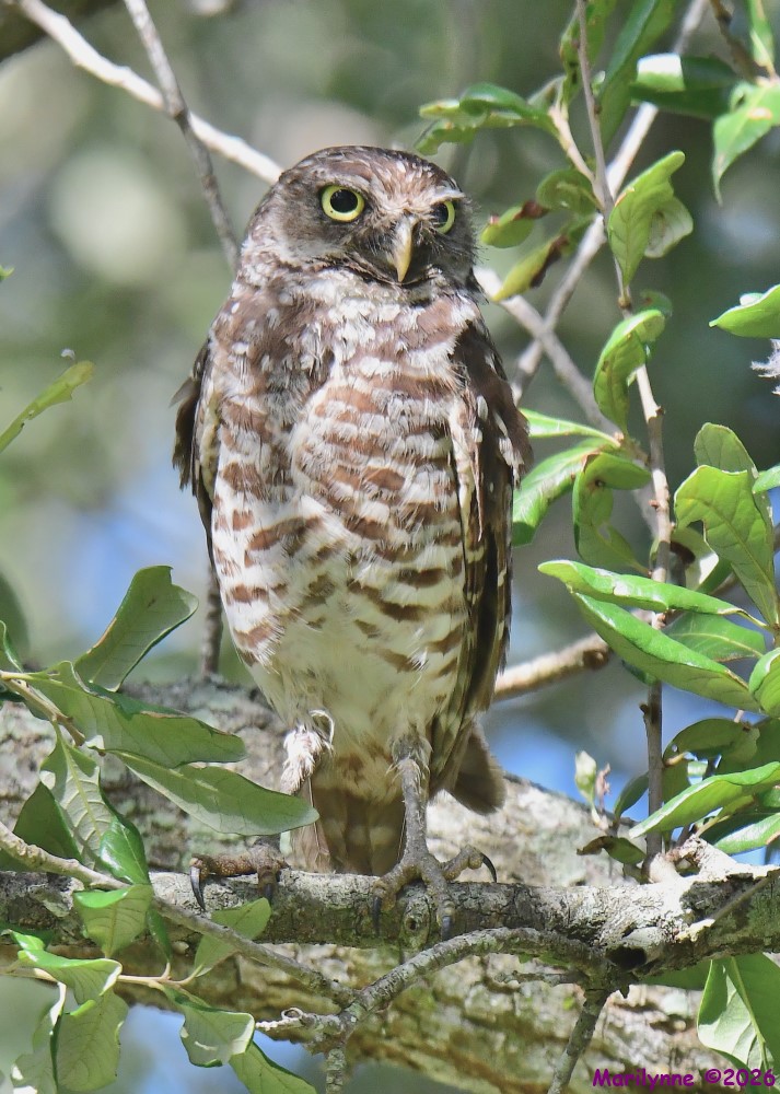 DSC_9220_001.JPG