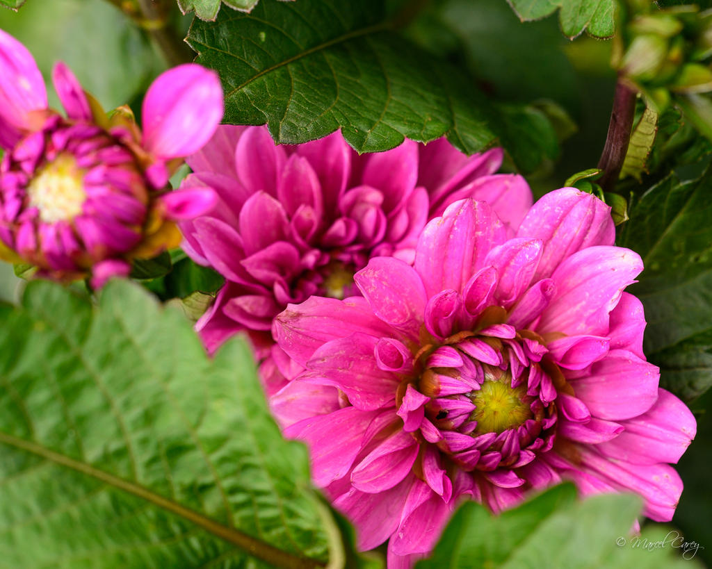 DSC_9221.jpg