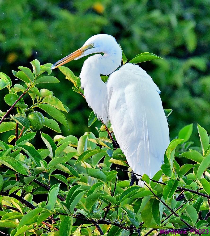 DSC_9221_001.JPG