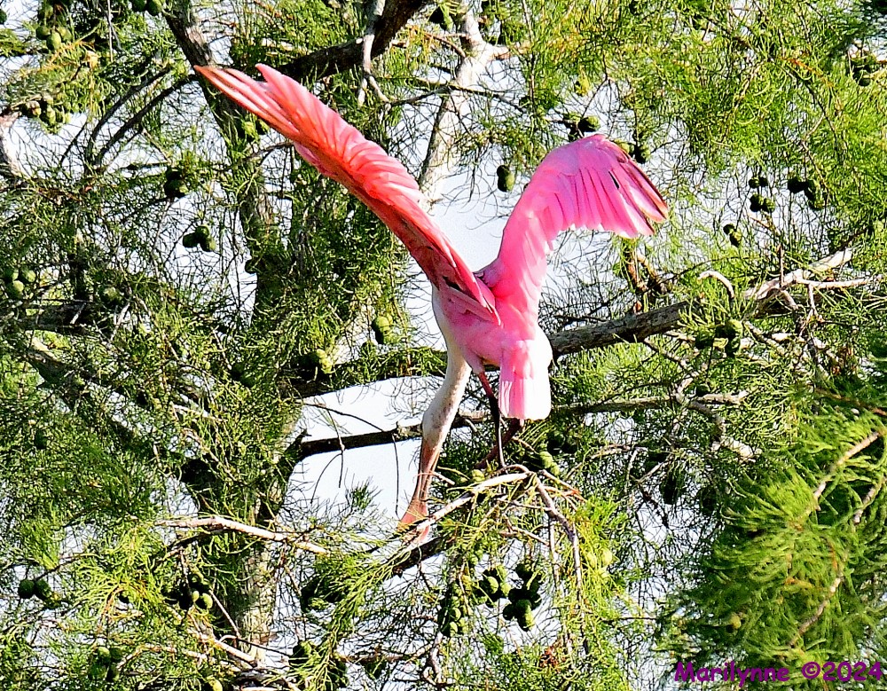DSC_9222_001.JPG