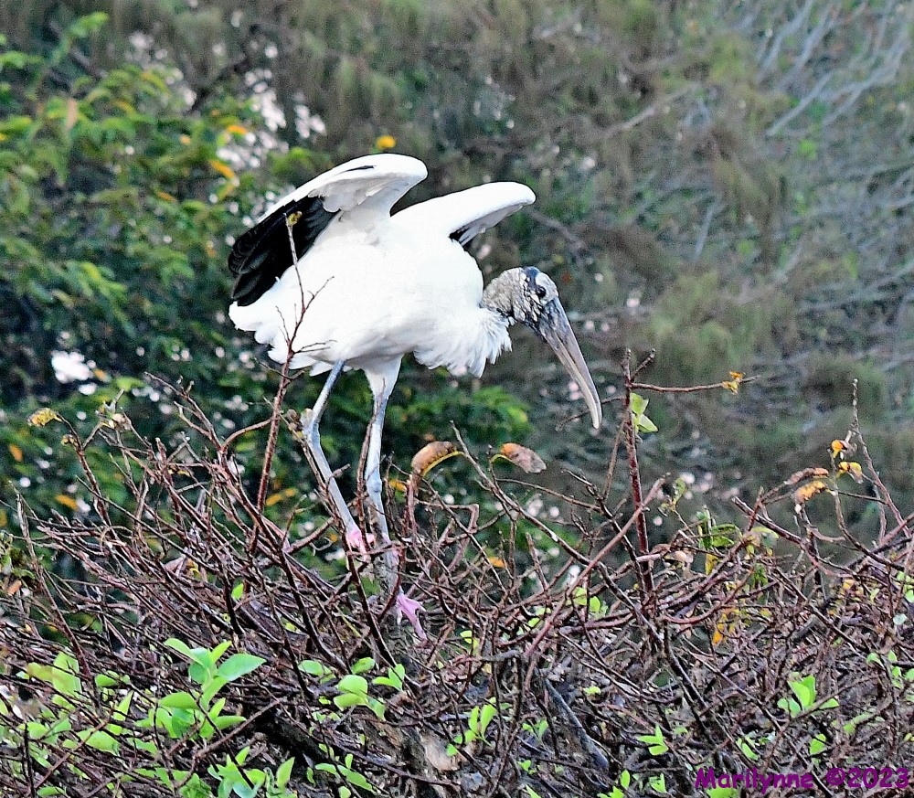 DSC_9224_001.JPG