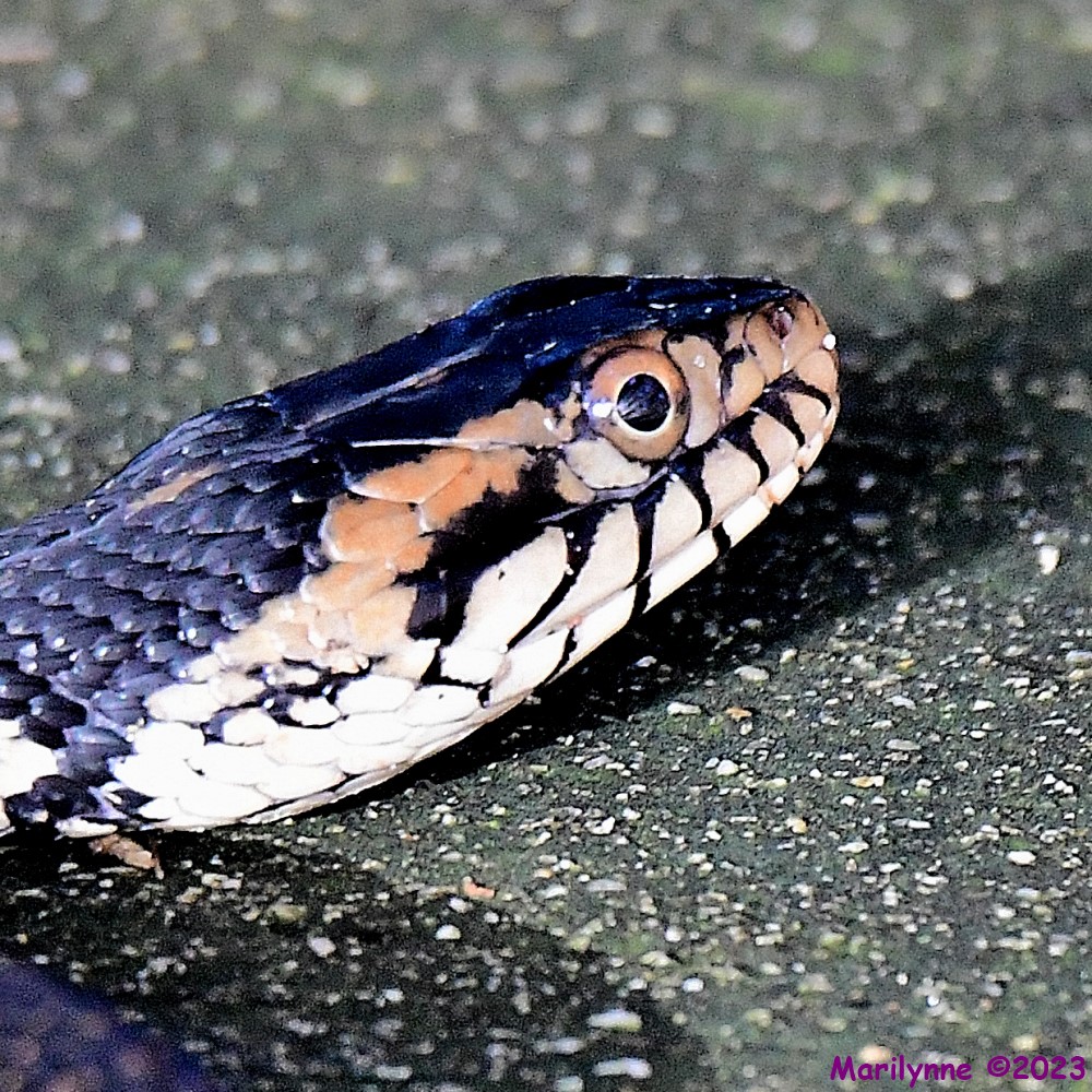 DSC_9225_001.JPG